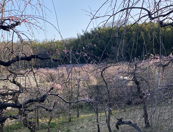 名古屋市農業センターしだれ梅まつり（2026年3月5日来園）