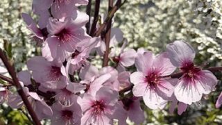 名古屋ふらんすあさひ長久手店