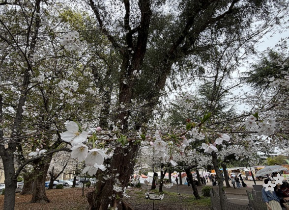 名古屋市の鶴舞公園（2026年4月1日）