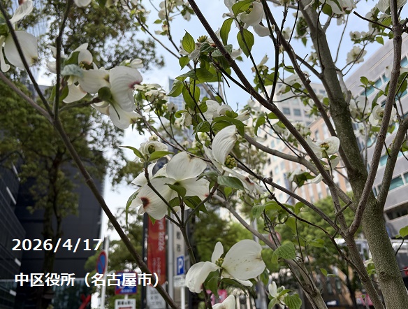 2026年4月17日の中区役所（名古屋市）周辺