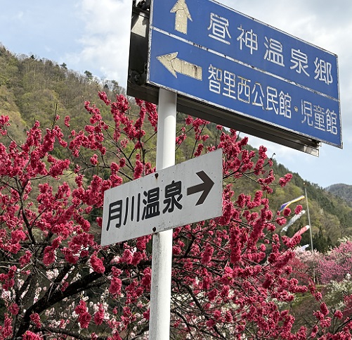 長野県阿智村月川温泉郷の花桃の里（2026年4月19日満開）