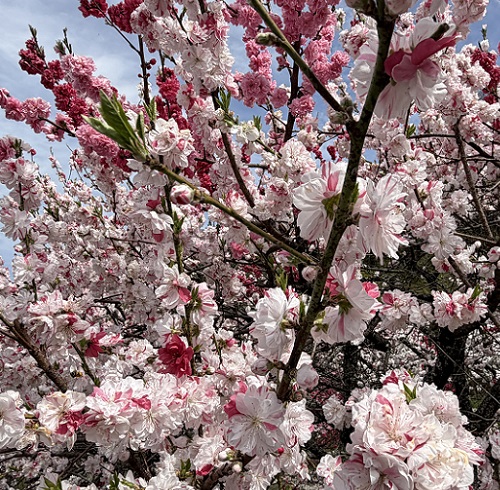 長野県阿智村月川温泉郷の花桃の里（2026年4月19日満開）
