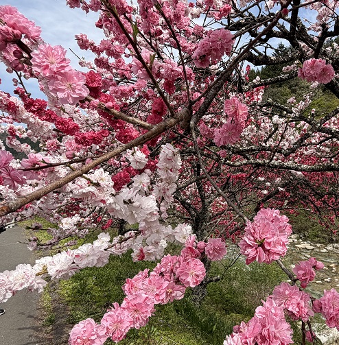 長野県阿智村月川温泉郷の花桃の里（2026年4月19日満開）