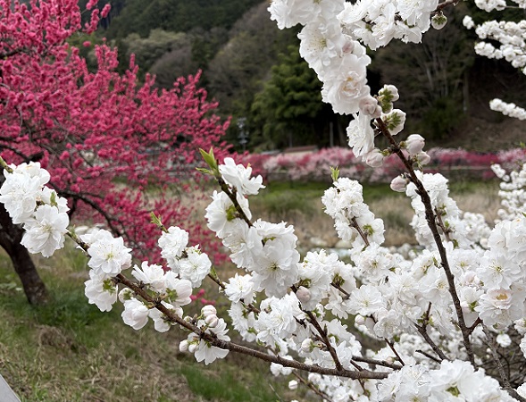 長野県阿智村月川温泉郷の花桃の里（2026年4月19日満開）