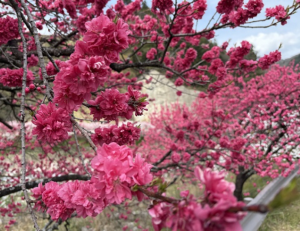 長野県阿智村月川温泉郷の花桃の里（2026年4月19日満開）