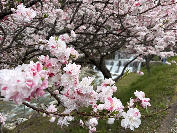長野県阿智村月川温泉郷の花桃の里（2026年4月19日満開）