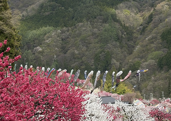 長野県阿智村月川温泉郷の花桃の里（2026年4月19日満開）