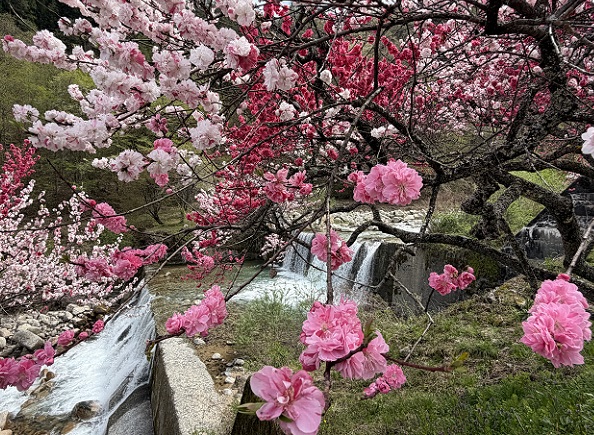 長野県阿智村月川温泉郷の花桃の里（2026年4月19日満開）