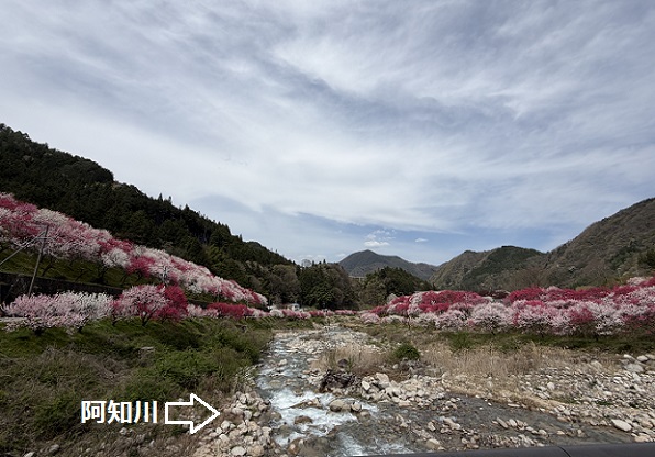長野県阿智村月川温泉郷の花桃の里（2026年4月19日満開）