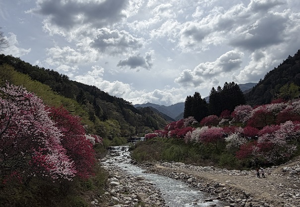 長野県阿智村月川温泉郷の花桃の里（2026年4月19日満開）