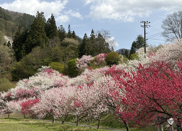 長野県阿智村月川温泉郷の花桃の里（2026年4月19日満開）