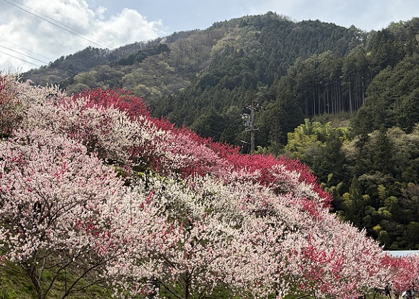 長野県阿智村月川温泉郷の花桃の里（2026年4月19日満開）