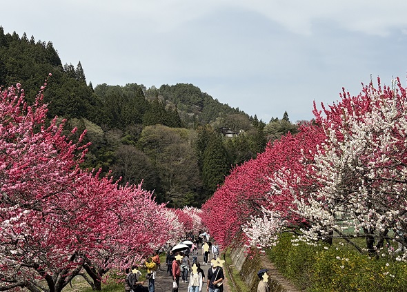 長野県阿智村月川温泉郷の花桃の里（2026年4月19日満開）