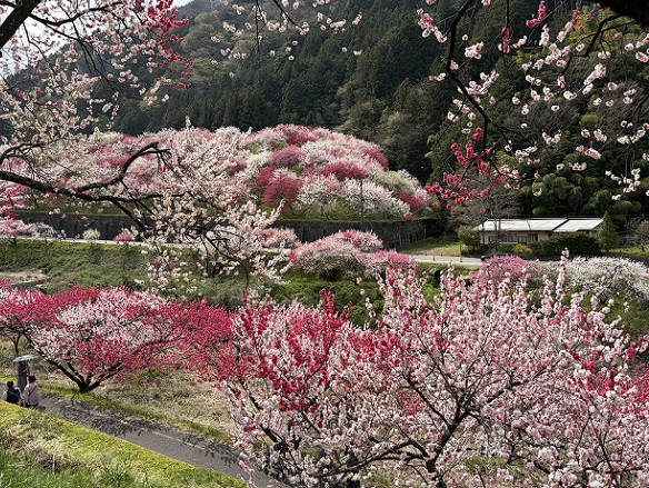 長野県阿智村月川温泉郷の花桃の里（2026年4月19日満開）