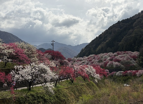 長野県阿智村月川温泉郷の花桃の里（2026年4月19日満開）