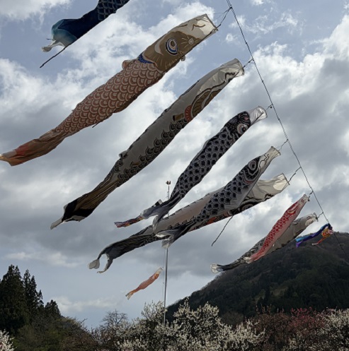 長野県阿智村月川温泉郷の花桃の里（2026年4月19日満開）