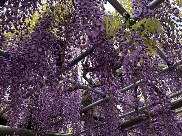 天王川公園（愛知県津島市）の藤まつり（2026年4月21日）