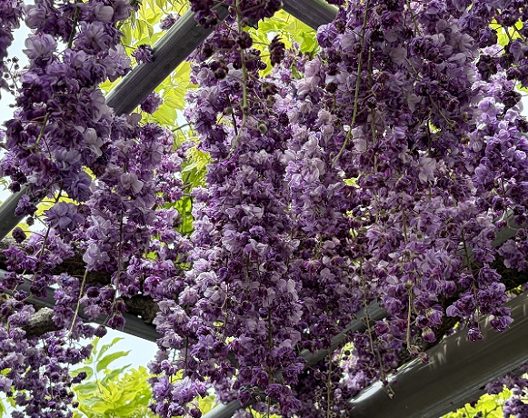 天王川公園（愛知県津島市）の藤まつり（2026年4月21日）