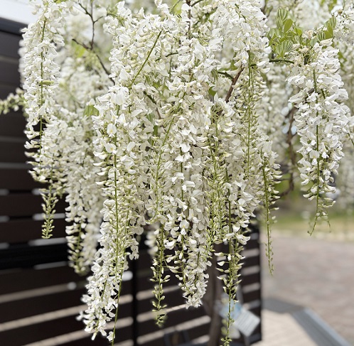 天王川公園（愛知県津島市）の藤まつり（2026年4月21日）