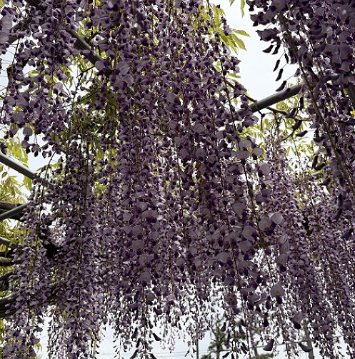 天王川公園（愛知県津島市）の藤まつり（2026年4月21日）