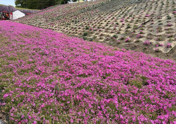 天王川公園（愛知県津島市）の藤まつり（2026年4月21日）