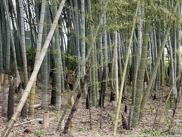 天王川公園（愛知県津島市）の藤まつり（2026年4月21日）