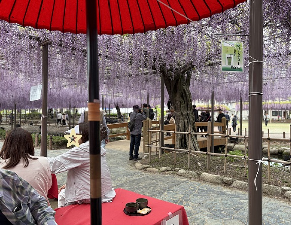 天王川公園（愛知県津島市）の藤まつり（2026年4月21日）