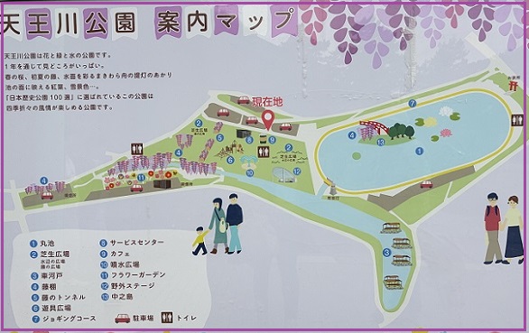 天王川公園の藤まつりの案内（愛知県津島市）