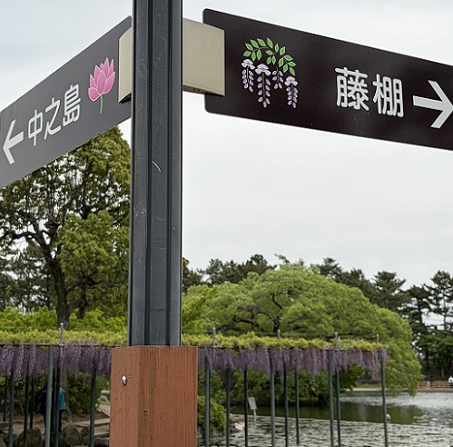 天王川公園（愛知県津島市）の藤まつり（2026年4月21日）