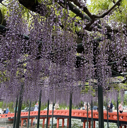 天王川公園（愛知県津島市）の藤まつり（2026年4月21日）