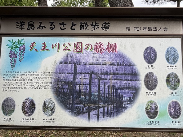 天王川公園（愛知県津島市）の藤まつり（2026年4月21日）