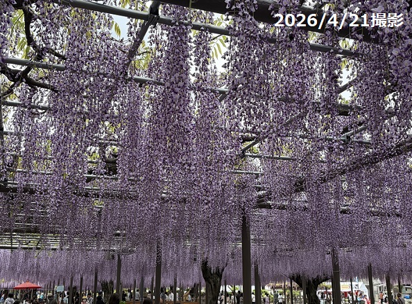 天王川公園（愛知県津島市）の藤まつり（2026年4月21日）