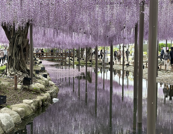 天王川公園（愛知県津島市）の藤まつり（2026年4月21日）