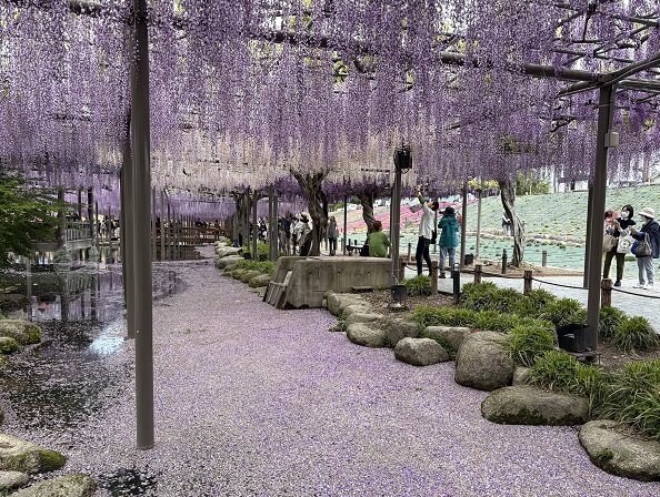 天王川公園（愛知県津島市）の藤まつり（2026年4月21日）