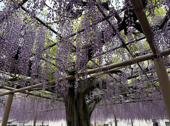 天王川公園（愛知県津島市）の藤まつり（2026年4月21日）