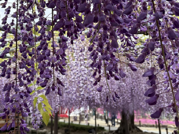 天王川公園（愛知県津島市）の藤まつり（2026年4月21日）