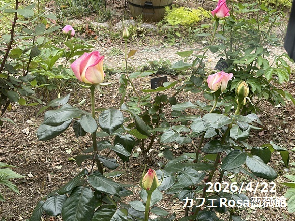 カフェRosa薔薇館（名古屋市天白区）