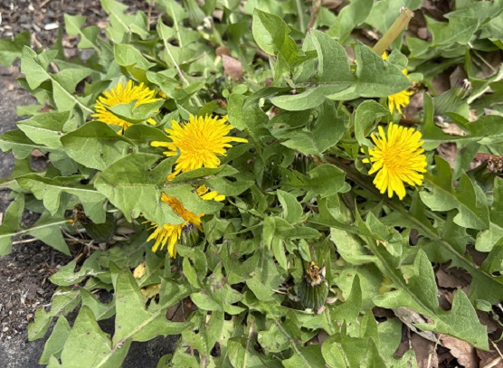 鶴舞図書館周辺のタンポポ