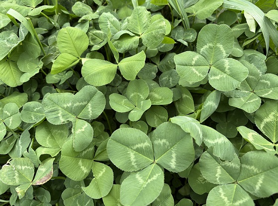 鶴舞図書館周辺のクローバー
