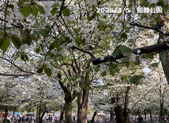 鶴舞公園（2026年4月5日）