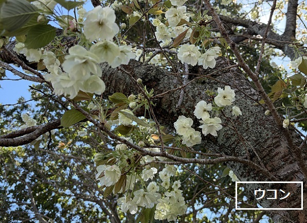 東谷山フルーツパークのシダレサクラ祭(2026年4月8日)