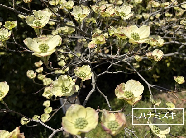 東谷山フルーツパークのシダレサクラ祭(2026年4月8日)