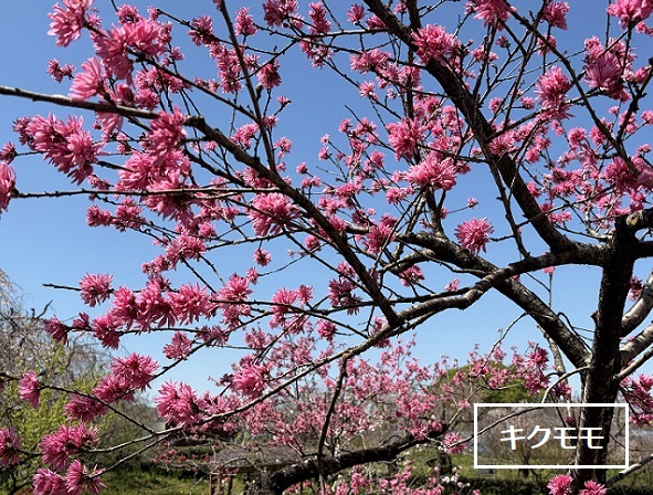 東谷山フルーツパークのシダレサクラ祭(2026年4月8日)