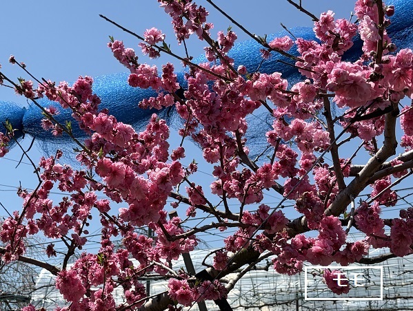 東谷山フルーツパークのシダレサクラ祭(2026年4月8日)