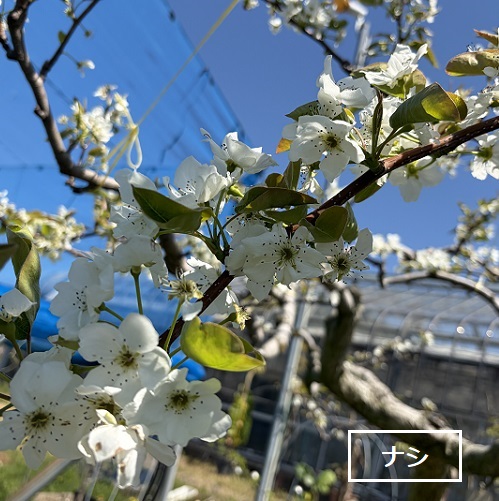 東谷山フルーツパークのシダレサクラ祭(2026年4月8日)