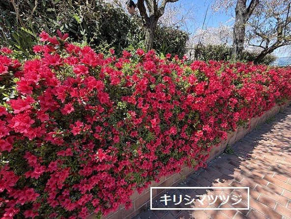 東谷山フルーツパークのシダレサクラ祭(2026年4月8日)