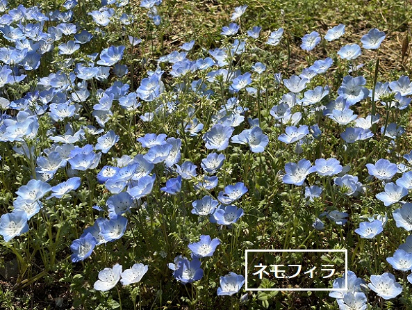 東谷山フルーツパークのシダレサクラ祭(2026年4月8日)