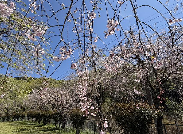 東谷山フルーツパークのシダレサクラ祭(2026年4月8日)