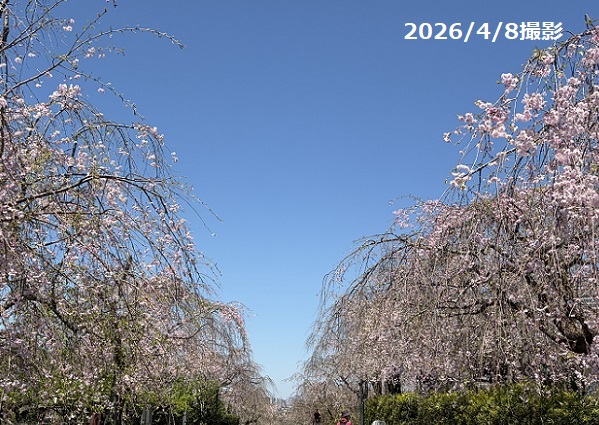 東谷山フルーツパークのシダレサクラ祭(2026年4月8日)