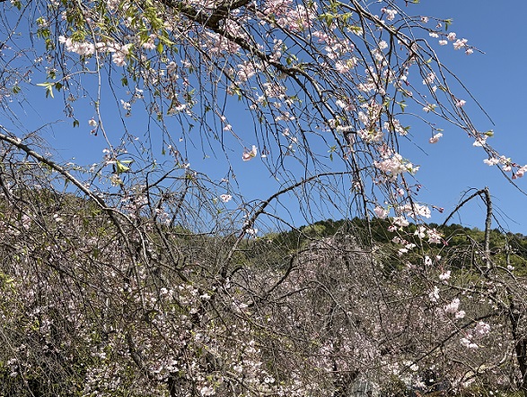 東谷山フルーツパークのシダレサクラ祭(2026年4月8日)